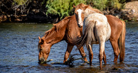 Salt River Wild Horses 2020