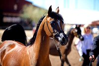 Scottsdale Arabian Horse Show 2016